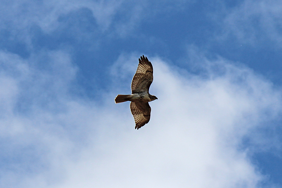 photo of red-tailed hawk by Backyard Biology